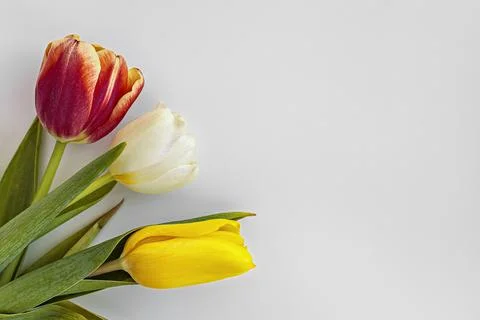 Close-up of multicolored tulips, with copy space for text Foto stock