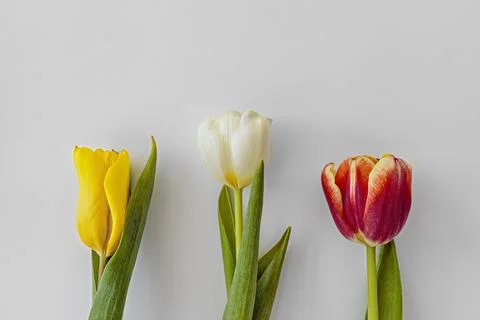 Close-up of multicolored tulips, with copy space for text Stock Photos
