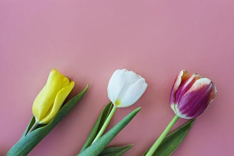 Close-up of multicolored tulips, with copy space for text 库存照片