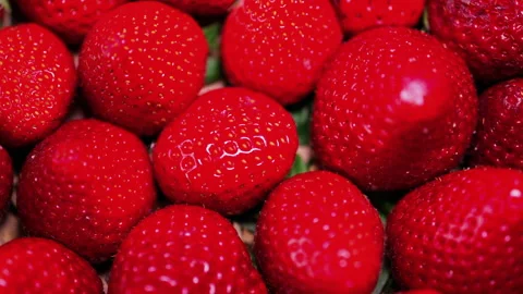 Close up of multiple bright red strawberries with light shining on them Stock Footage 308748843