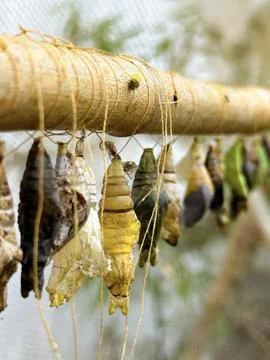 Close-up of multiple butterfly chrysalises Foto stock
