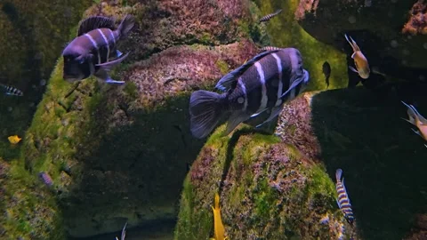 Close up of multiple Cichlid humphead fish  Stock Footage 252656533
