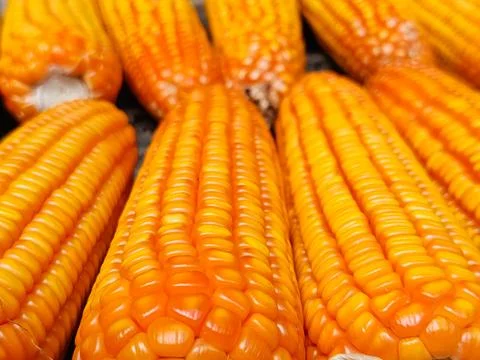 Close-up of multiple corn cobs with bright yellow kernels Stock Photos