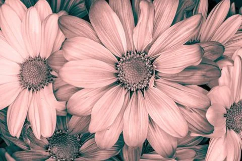 Close up to multiple daisies in black and white Stock Photos