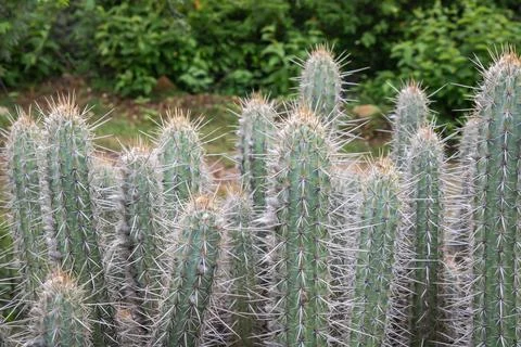 A close-up of multiple desert cacti showcasing their striking green bodies .. Stock Photos