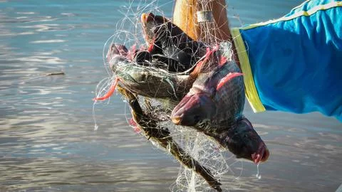 Close-up of multiple fish caught in a white fishing net, dripping water, he.. Stock Photos