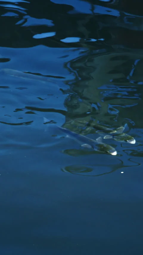 Close up of multiple fish swimming under the blue water. Vertical Stock Footage 297214226