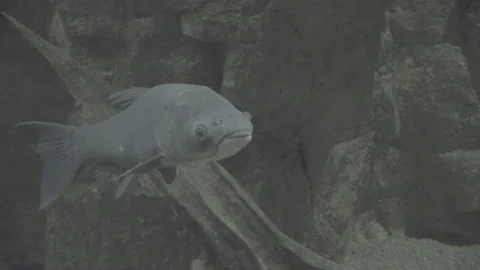 Close Up On Multiple Fish Underwater Stock Footage 149511646