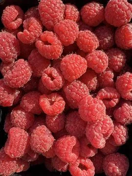 Close-up of multiple fresh red raspberries taken under natural sunlight Stock Photos