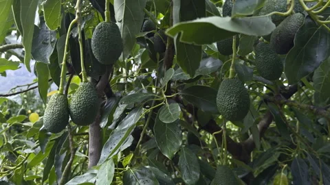 Close-up of multiple green avocados hanging together beneath glossy leaves Vídeo Stock 345077571