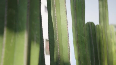 Close-up of multiple green cactus stalks swaying gently in breeze Stock Footage 306462263