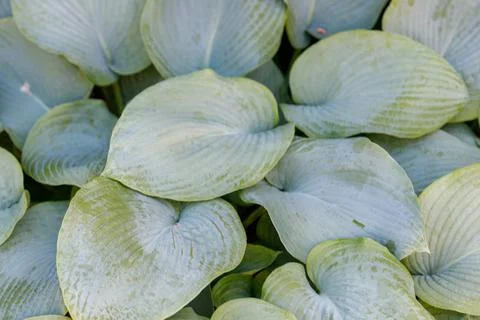 Close-up of Multiple Hosta Plant Leaves Stock Photos