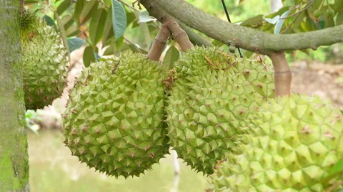 Close Up Multiple Large Durians Ready For Harvest 스톡 동영상 333836408