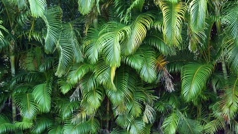 Close-Up of Multiple Palm Fronds From King Palms - Oahu, Hawaii (Shot on RED) Stock Footage 113953584