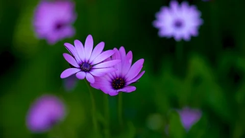 Close Up- Multiple Purple Daisy Flowers - Bokeh Video stock 92349792