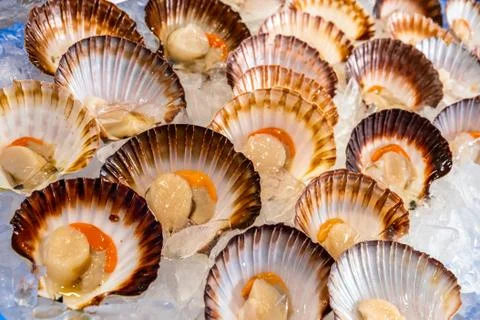 Close-up of multiple raw scallops in Sydney fish market Stock Photos