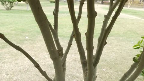 Close up multiple smooth thin tree branches growing shared base park Stock Photos