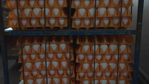 Close-up of multiple stored carton trays with poultry food white chicken eggs Stock Footage 277704582