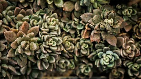 A close up of multiple succulent plants growing closely together in a group Stock Photos