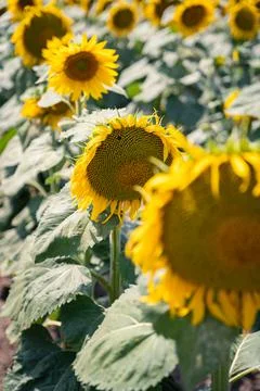 A close-up of multiple sunflowers in a field, diagonal view of sunflowers 写真素材