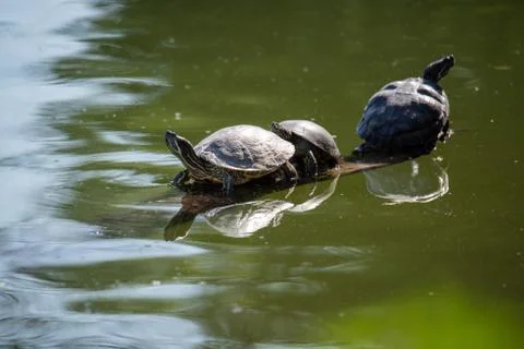 Close up of multiple turtles resting on a tree branch in the middle of the green Stock Photos