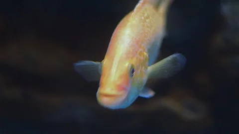 Close-up of multiple vibrant yellow fish swimming in an aquarium. Stock Footage 341348952