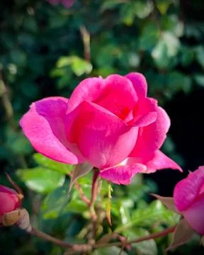 Close-Up of Multitone Rose Among Green Leaves Stock Photos