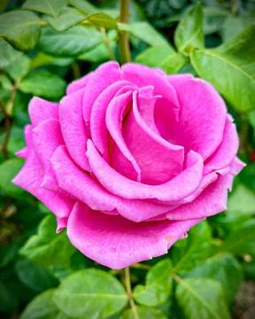 Close-Up of Multitone Rose Among Green Leaves Stock Photos