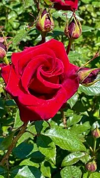 Close-Up of Multitone Rose Among Green Leaves Stock Photos