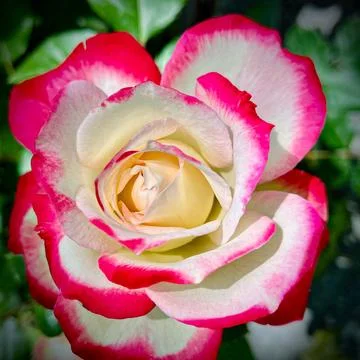 Close-Up of Multitone Rose Among Green Leaves Stock Photos
