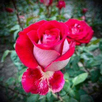 Close-Up of Multitone Rose Among Green Leaves Stock Photos