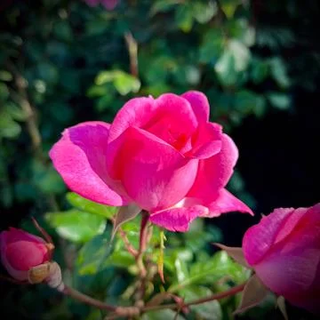 Close-Up of Multitone Rose Among Green Leaves Stock Photos
