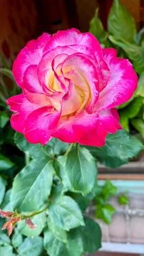 Close-Up of Multitone Rose Among Green Leaves Stock Photos