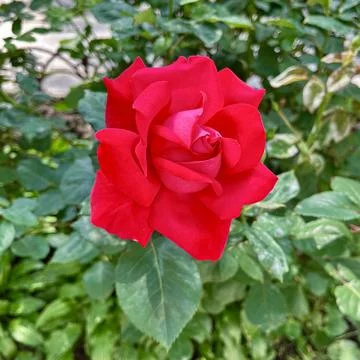 Close-Up of Multitone Rose Among Green Leaves Stock Photos
