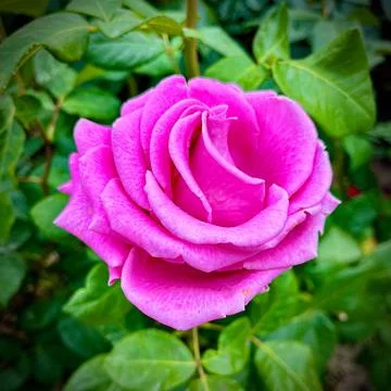 Close-Up of Multitone Rose Among Green Leaves Foto stock