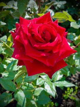 Close-Up of Multitone Rose Among Green Leaves Stock Photos