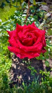 Close-Up of Multitone Rose Among Green Leaves Stock Photos