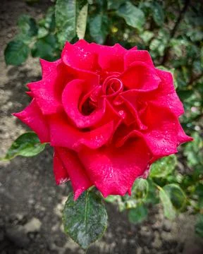 Close-Up of Multitone Rose Among Green Leaves Foto stock