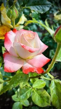 Close-Up of Multitone Rose Among Green Leaves Stock Photos