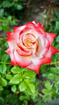Close-Up of Multitone Rose Among Green Leaves Stock Photos