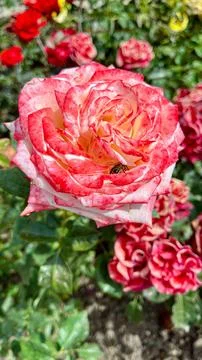 Close-Up of Multitone Rose Among Green Leaves Stock Photos