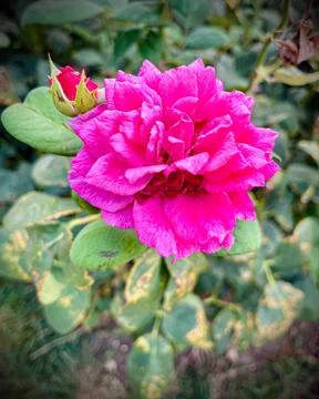 Close-Up of Multitone Rose Among Green Leaves Stock Photos