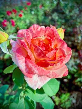 Close-Up of Multitone Rose Among Green Leaves Stock Photos