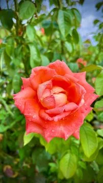 Close-Up of Multitone Rose Among Green Leaves Stock Photos