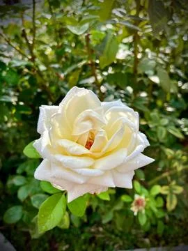 Close-Up of Multitone Rose Among Green Leaves Stock Photos