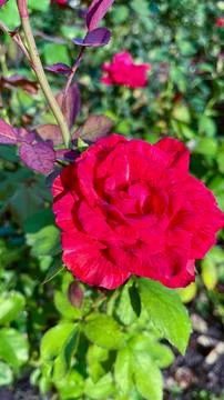 Close-Up of Multitone Rose Among Green Leaves Stock Photos