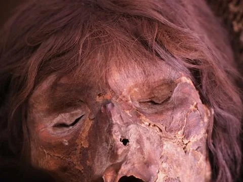 Close up of a mummified head on display. Stock Photos