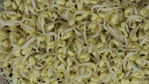 Close up mung bean sprouts (Vigna Radiata) Stock Footage 264132192