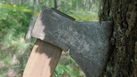 Close up of Murder weapon axe is stuck in tree trunk Police Crime scene in woods Stock Footage 112098254