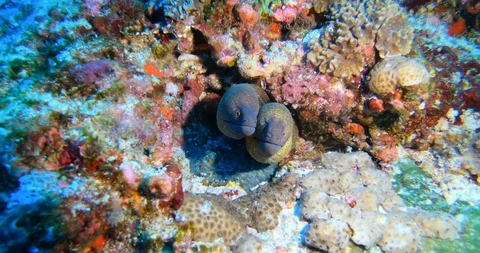 Close up of Murena spotted snake at the blue sea near the vibrant corals. Stock Footage 114826530